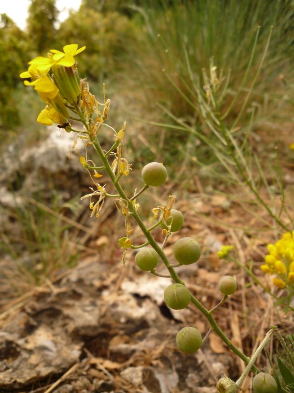 Alyssoides utriculata